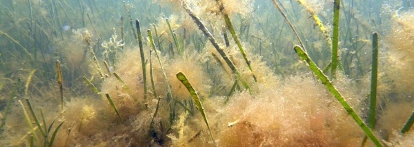 Virginia fouled seagrass (slider image)