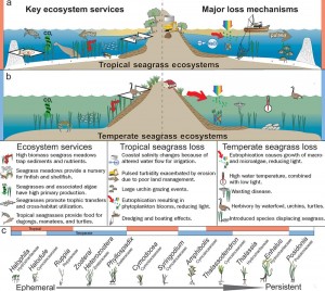 Seagrasses provide many functions and services, but are threatened worldwide