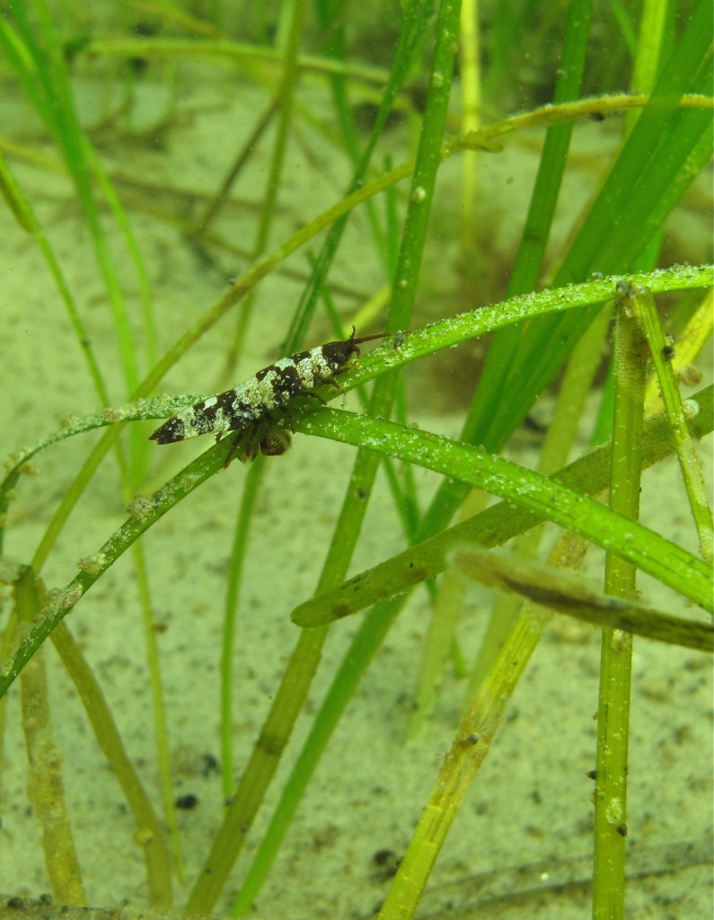 An algae-eating isopod crustacean cleans eelgrass in the baltic Sea. Photo: Christoffer Boström 