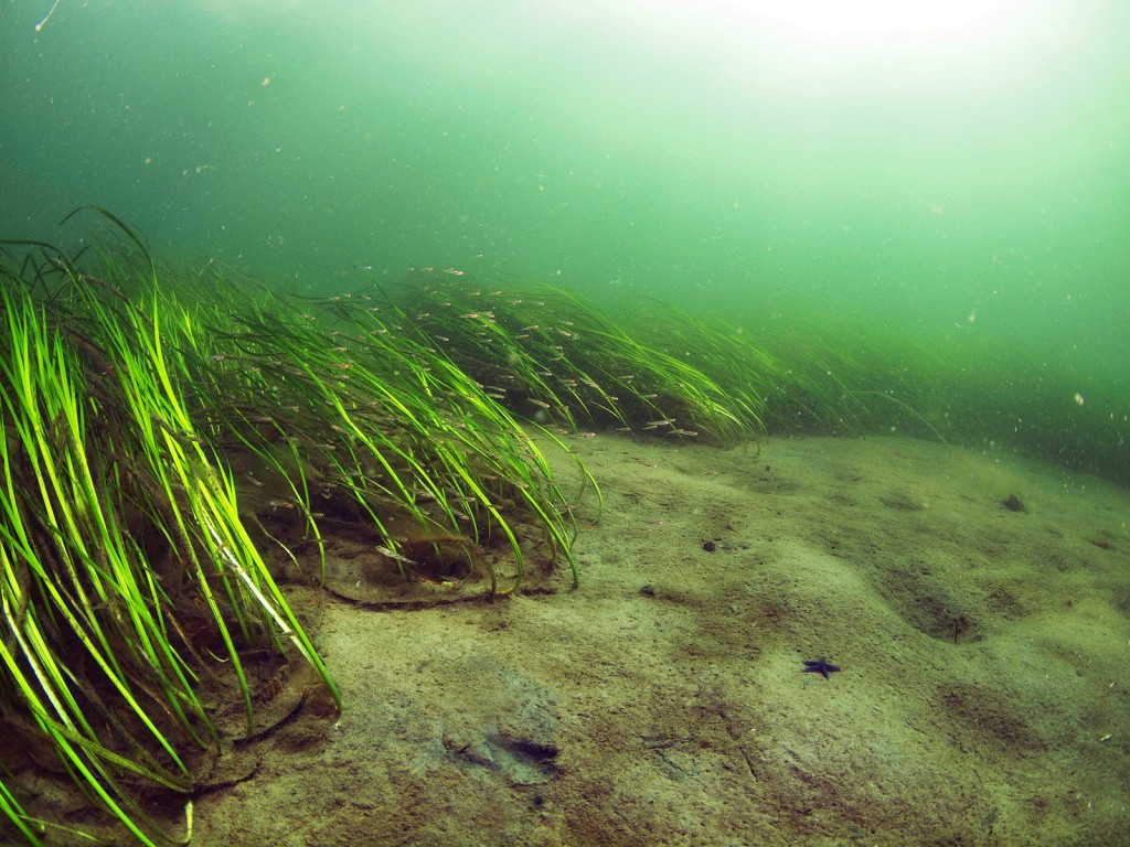 Eelgrass bed along the coast of Sweden. Photo by Jonas Thormar 